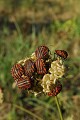 <center>
Ordre : Hétéroptères - Famille : Pentatomes<br>
Nom latin : Graphosoma italicum ou Graphosoma lineatum<br>
Cette punaise est facilement reconnaissable grâce à ses rayures rouges et noires, coloration caractéristique des insectes toxiques.
 punaise, insecte, Graphosoma italicum. 