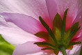 <center>
De la rose trémière ou de l'Althéa syriacus à moins<br>
qu'il ne s'agisse de l'Hibiscus syriacus... Mais une chose<br>
est certaine : elle appartient à la famille des <i>Malvaceae</i>.  