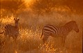 <center>Le jour monte lentement et nous offre ce spectacle :<br> des zèbres de Burchell que le soleil colore de sa chaude lumière. zèbres lumière du petit matin tanzanie 