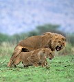 <center>Très fréquents, les accouplements sont généralement brefs.<br> Ils sont ponctués de grognements et autres démonstrations <br>agressives, montrer les crocs en étant la plus manifeste.
 accouplement lions . Sérengeti. Tanzanie. 