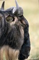  profil gnous tanzanie 