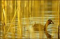 <center>
Je fais des ronds dans l'eau ! grèbe castagneux sur étang,profil,forêt d'Orléans.France 