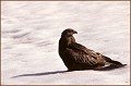 <center>
Brrr !.... 'Fait pas chaud ! (-15°) Morvan 