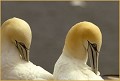 <center>
En tête-à-tête. Ecosse 
