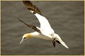 <center>
"Ô oiseau... Suspends ton vol !" Ecosse 