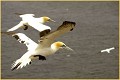 <center>
Balade à deux. Ecosse 