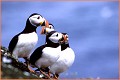 <center>
Ah ! Les perroquets... de mer ! Ecosse 