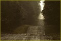  Forêt d'Orléans 