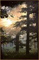  Forêt d'Orléans 