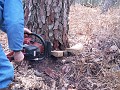 <center>
Les coins retiennent l'arbre et le bûcheron poursuit <br>
le tronçonnage jusqu'à la chute du géant. tronçonnage finale .chêne abattage. bûcheron. 