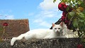 <center>Que je lui donne de la nourriture. chat  blanc couché muret 