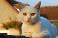 <center>Elle reste parfois sur le muret jusqu'au coucher du soleil. CHAT BLANC couché lumière du soir 