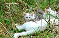 <center>2 jeunes la rejoignent... Je n'insiste pas et les laisse en paix. Chatte blanche qui allaite ses jeunes 