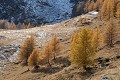 <center>
En cet endroit, au printemps, elles s'ébattent joyeusement.<br>
A cette heure, elles sont endormies... Pour de longs jours! prairie alpine automne 