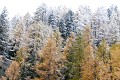 <center> 
La fraîche bure de neige souligne<br>
l'imminence d'un automne vert et or. mélèzes sous la neige. alpes 