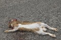 <center>
Il échappe au chasseur et meurt sous ses roues... Qui sait ? Lièvre mort sur la route 