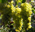 <center>Viendra le temps des vendanges. Grappes de raisins blancs 