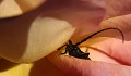  pétales de rose et insecte 