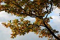 <CENTER>
Les feuilles s'enflamment au soleil couchant. <br>
Bientôt, elles s'habilleront de brun et <br>resteront
accrochées ainsi jusqu'au printemps. Chêne  à l'automne 