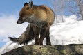  renard hiver sur rocher 