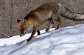  renard sur la neige, déplacement, alpes 