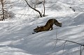  Renard qui s'étire  sur la neige, alpes 
