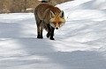  Renard approche sur la neige , alpes 