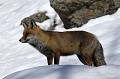  Debout , neige , renard 