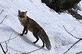  Renard sur pente neigeuse alpes 