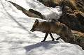 <center>Sur le blanc immaculé ! Renard déplacement sur la neige Grand Paradis 