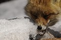 <center>
Lappée en été dans le torrent, elle est croquée en hiver...<br>
Décidément, l'eau offre bien des délices ! Renard croc la neige 