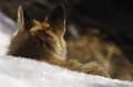 <center>
Ne croyez pas que, vous tournant le dos, je ne sache où vous êtes...<br> 
La mobilité de mes oreilles m'assure une parfaite vigilance ! Renard la tête vue arrière. NEIGE. 