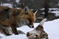 <center>Résultat d'une avalanche... Renard et crane de bouquetin sur la neige hiver. Grand paradis. 