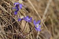 <center>... Vient le printemps !<br> Hepatica triloba Hepatique( hepatica trilob a ) 