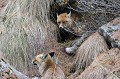 <center>
J'ai cru un instant qu'il s'agissait d'un terrier <br>
mais non... Juste un recoin de la montagne.  