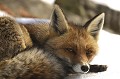 <center>
Je ne me lasserai jamais de l'émotion qui chaque fois<BR> 
m'envahit lorsque ce splendide animal s'allonge<BR>
non loin de moi, en toute confiance.  