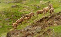 <center>
... Mais aussi les joutes et l'ivresse de nouvelles pâtures<br>
sous les premiers rayons printaniers. Harde Bouquetins Vallée de Cogne Aoste Prairies Alpines 