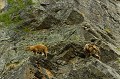  Femelle bouquetin et son jeune. Vallée de cogne. Alpes Italienne Aoste 