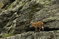 <center>
La partie rocheuse est très étroite et ce jeune s'avance avec beaucoup de prudence ; je m'immobilise. Jeune bouquetin se déplace avec prudence roche étroite. Alpes Vallée de Cogne; 