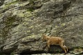 <center>
Pour éviter la chute, il se colle à la paroi<br>
rocheuse pour atteindre la partie herbeuse. Jeune bouquetin et paroi rocheuse. Déplacement prudent.
Vallée de Cogne Aoste 