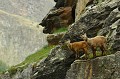 <center>
C'est étonnant d'observer combien les jeunes<br>
reproduisent les comportements des adultes. Etagne et son jeune bouquetins sur massif rocheux  alpes vallée d'Aoste 