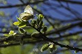 <center>
Gazé sur bouleau. Papillon Gazé. Bouleau. Alpes. 