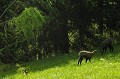 <center>
En partie à l'ombre, cette petite famille se reposait.<br>
J'ai effectué une approche avec beaucoup de lenteur et <br>
ces chamois ont accepté ma présence. Jeunes chamois et leurs mères. Prairies ombre sous bois. alpes Grand Paradis. 