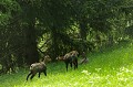 <center>
Un temps de repos, un temps pour se nourrir. <br>
Ainsi se passent les journées si tout est calme. Chamois sur prairie  Alpines.  Grand Paradis. 