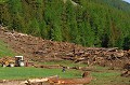 <center>
C'est une mer de troncs qui recouvre la prairie ;<br>
les habitants doivent enlever tous ces arbres,<br>
pour rendre les pelouses aux animaux. Montagne de bois après l'avalanche. Grand Paradis. 