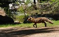 <center>
Cette renarde se déplaçait sur un sentier.<br>
 Je décide de la suivre de loin ; me conduira-t-elle à son terrier ? Renarde sur sentier Grand Paradis. Vallée de Cogne 