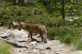 <center>
Elle a compris que je me trouvais derrière elle.<br>
Aucune inquiétude de sa part.<br>
Normal : nous sommes au Grand Paradis ! Renarde sur sentier Vallée de Cogne Grand Paradis 