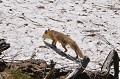 <center>
Je ne veux pas la suivre car l'environnement<br>
ne favorise pas mes déplacements.<br>
Elle s'enfonce dans un sous-bois un peu plus loin. Renarde déplacement sur neige . Vallée de Cogne. Grand Paradis. 