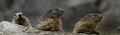  Marmottes  à l'observation 
alpes 