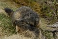  Marmottes 